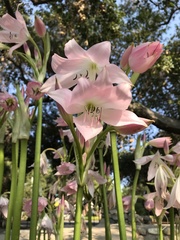 Crinum moorei