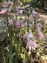 Crinum moorei