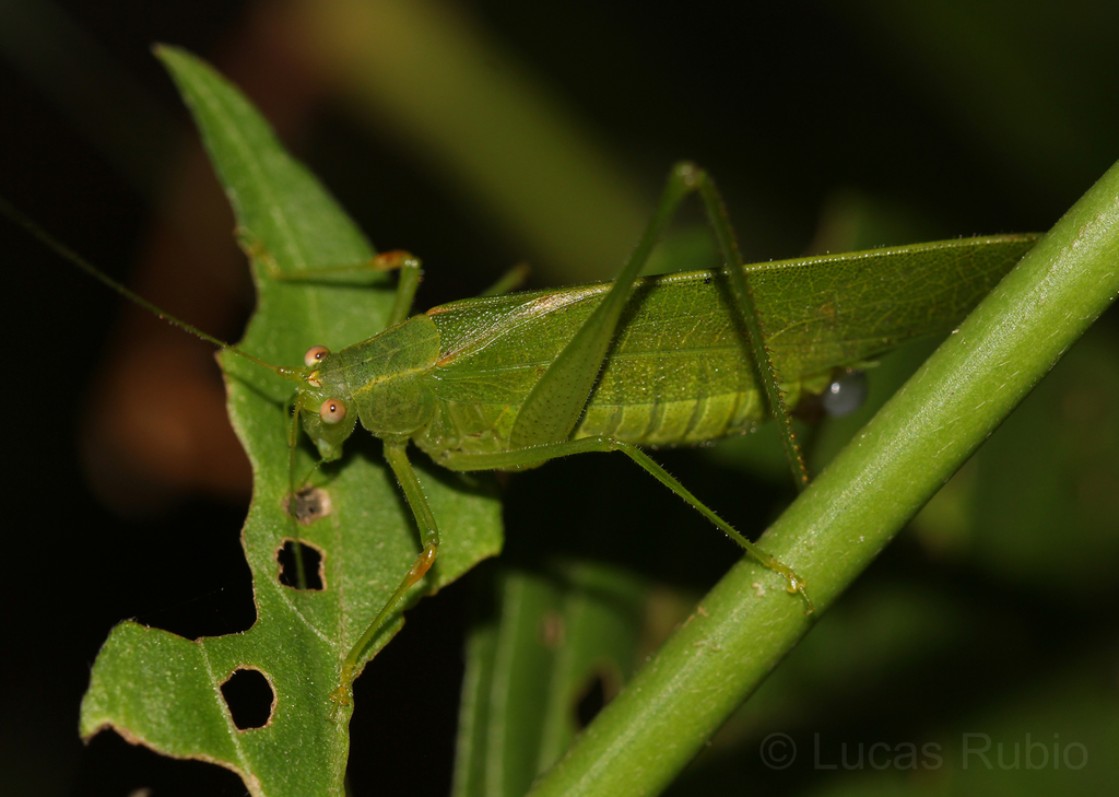 Anaulacomera from Reserva Natural Urbana Arroyo Itá, Posadas, Misiones ...