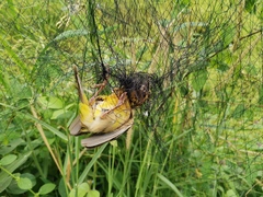 Ploceus hypoxanthus chryseus