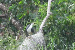 Amaurornis phoenicurus