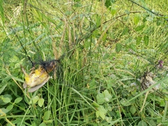 Ploceus hypoxanthus chryseus