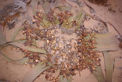 Welwitschia mirabilis