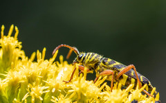 Megacyllene robiniae