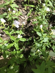 Gratiola floridana