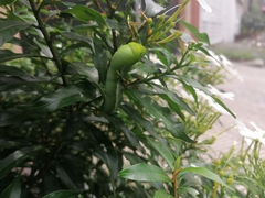 Daphnis nerii