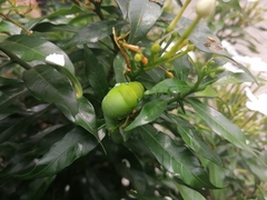 Daphnis nerii