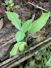 Goodyera robusta