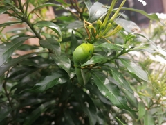 Daphnis nerii