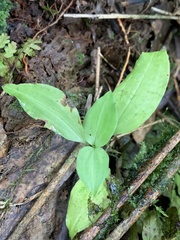 Goodyera robusta