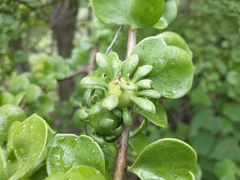 Leuenbergeria guamacho