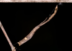 Miagrammopes mexicanus