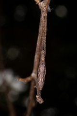 Miagrammopes mexicanus