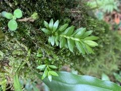 Phlegmariurus fordii