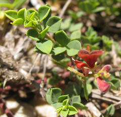 Indigofera erecta