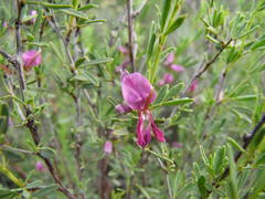 Indigofera denudata
