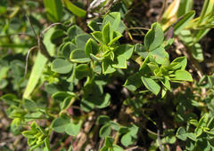 Indigofera erecta