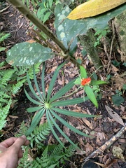 Paris polyphylla stenophylla