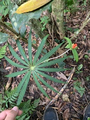 Paris polyphylla stenophylla