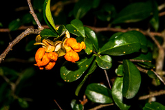 Putterlickia verrucosa