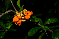 Putterlickia verrucosa