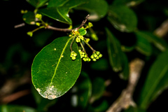 Putterlickia verrucosa