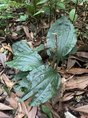 Calanthe alismifolia