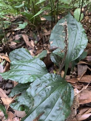 Calanthe alismifolia