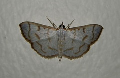 Lamprophaia