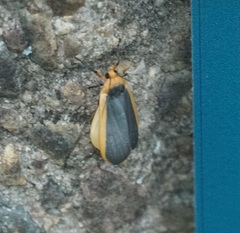 Brunia dorsalis
