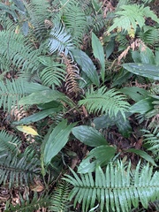 Calanthe aristulifera