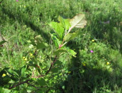 Malus orientalis