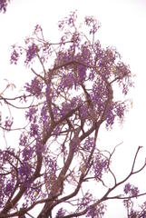 Bolusanthus speciosus