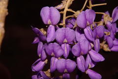 Bolusanthus speciosus