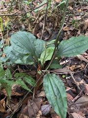 Calanthe alismifolia