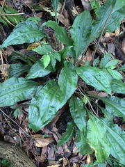 Calanthe aristulifera