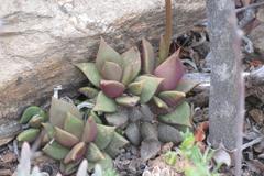 Anacampseros telephiastrum