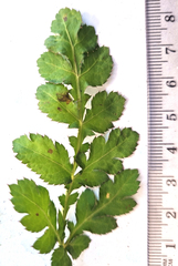 Lichtensteinia interrupta