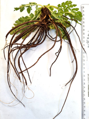 Lichtensteinia interrupta