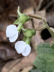Odontochilus brevistylis