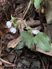 Odontochilus brevistylis