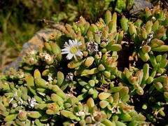 Delosperma patersoniae