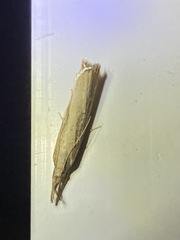 Agriphila straminella