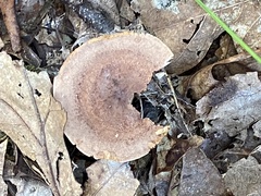 Lactarius quietus incanus