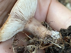 Lactarius quietus incanus
