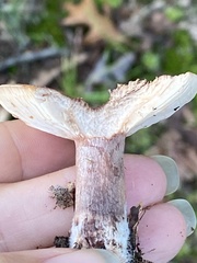Lactarius quietus incanus