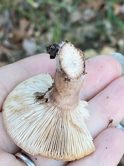 Lactarius quietus incanus
