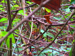 Basileuterus delattrii
