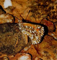 Trimenia macmasteri macmasteri