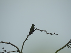 Anthracothorax dominicus